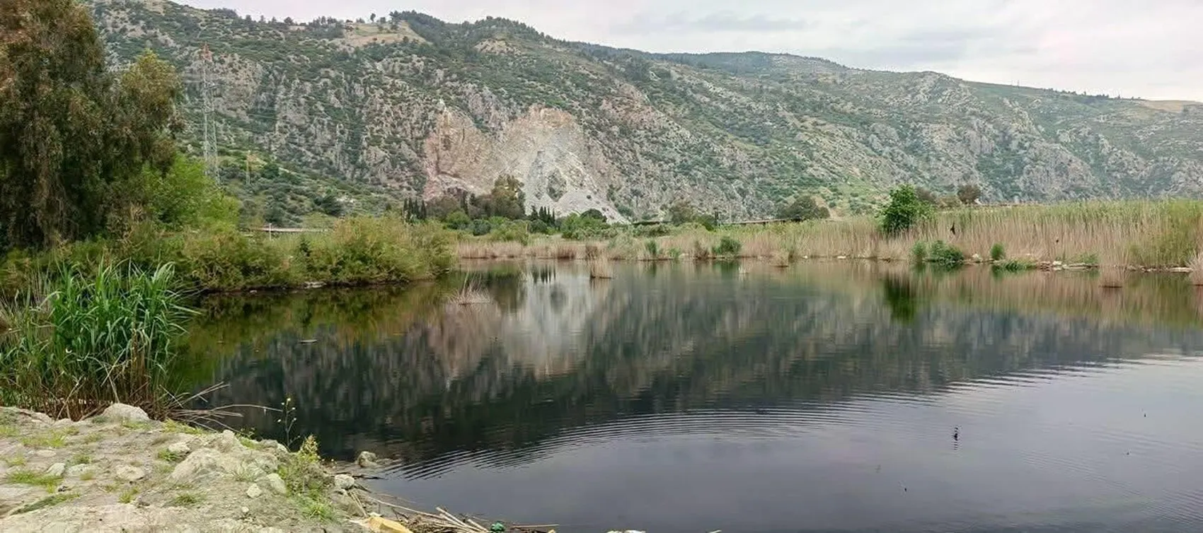 Söke'de yaralı karaleylek kurtarıldı