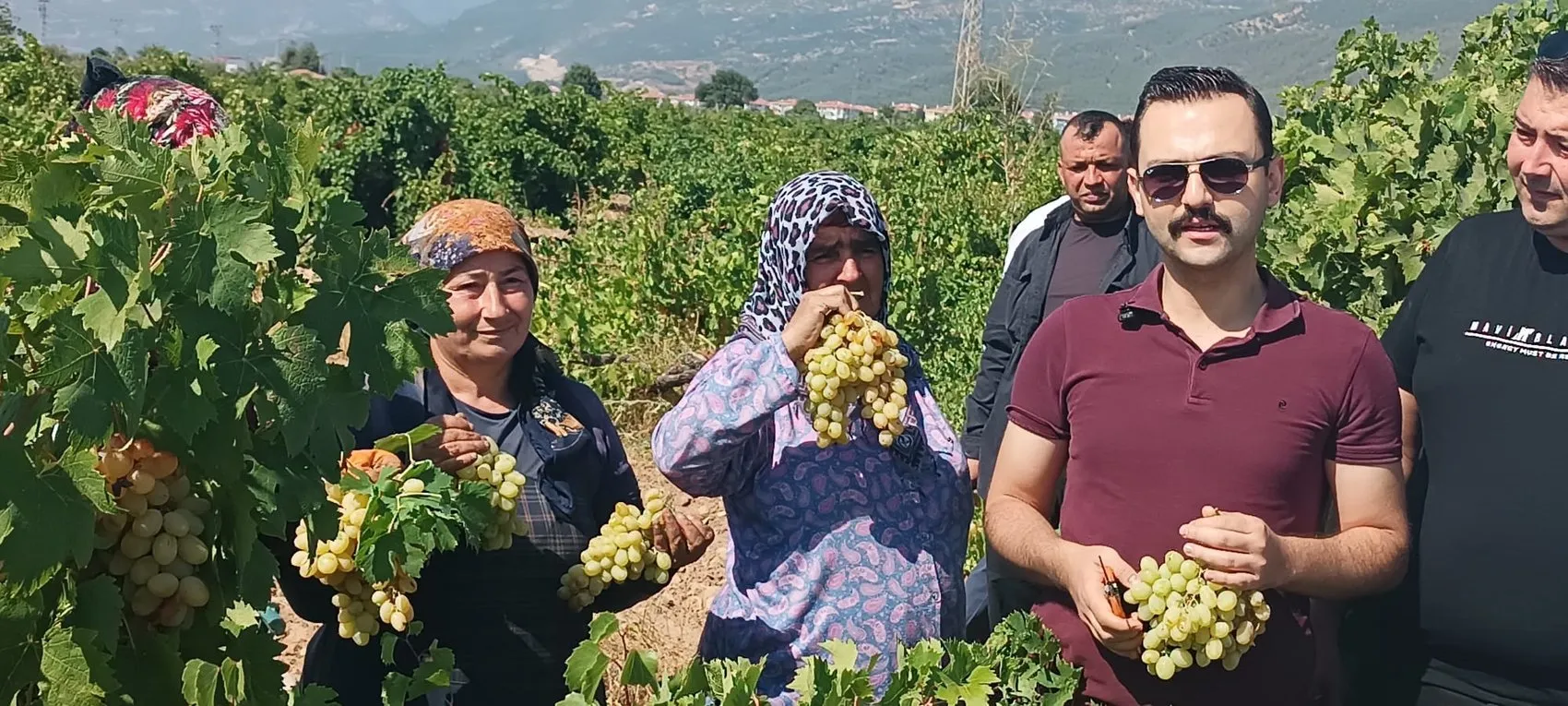 İslahiye bağlarında hasat mesaisi şafak vakti başlıyor