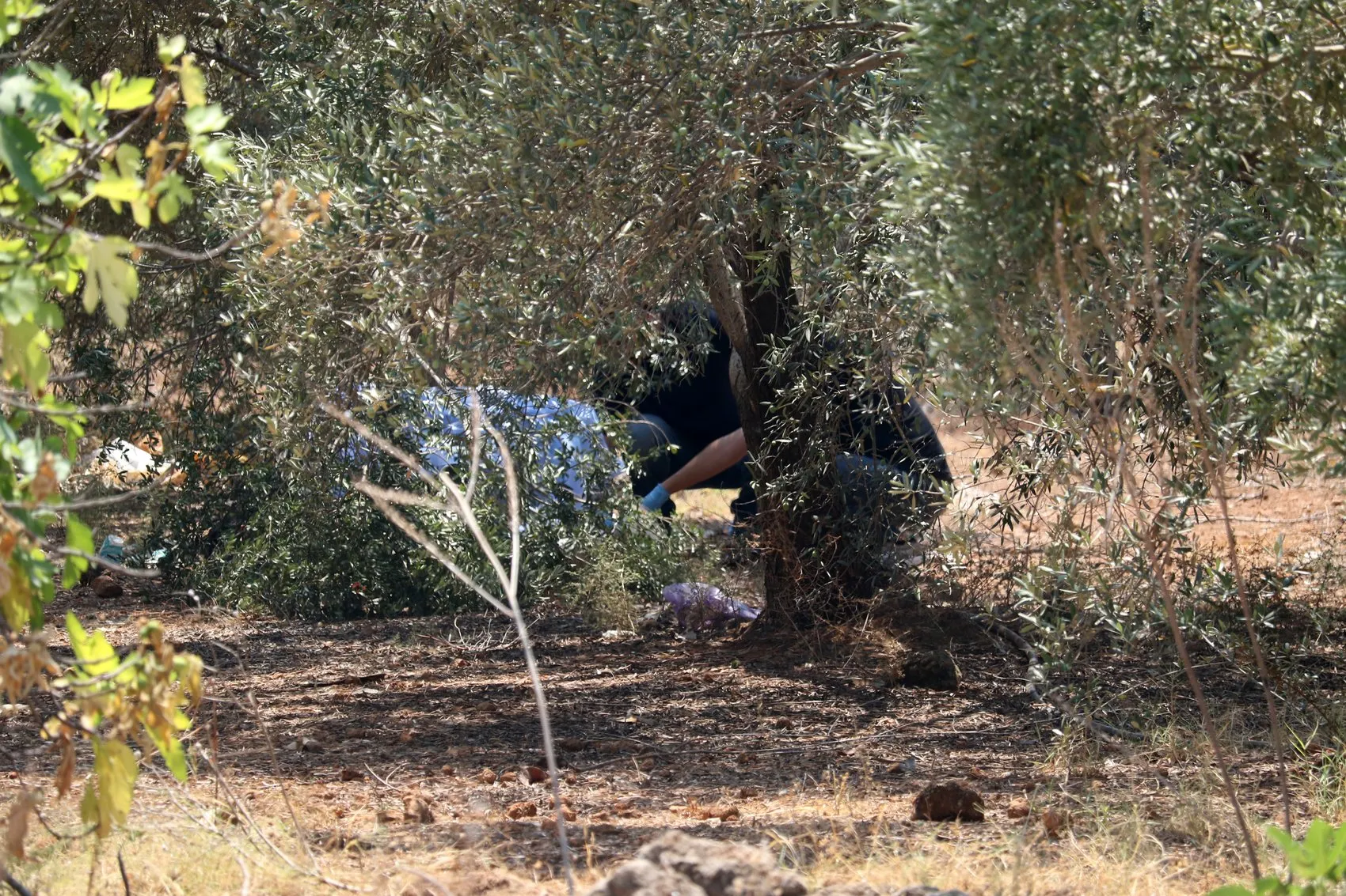 Antalya Kepez'de zeytinlikte korkunç cinayet