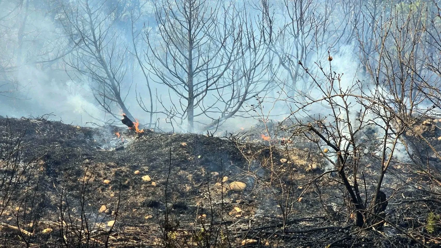 Edirne Meriç'te orman yangını paniği kontrol altına alındı