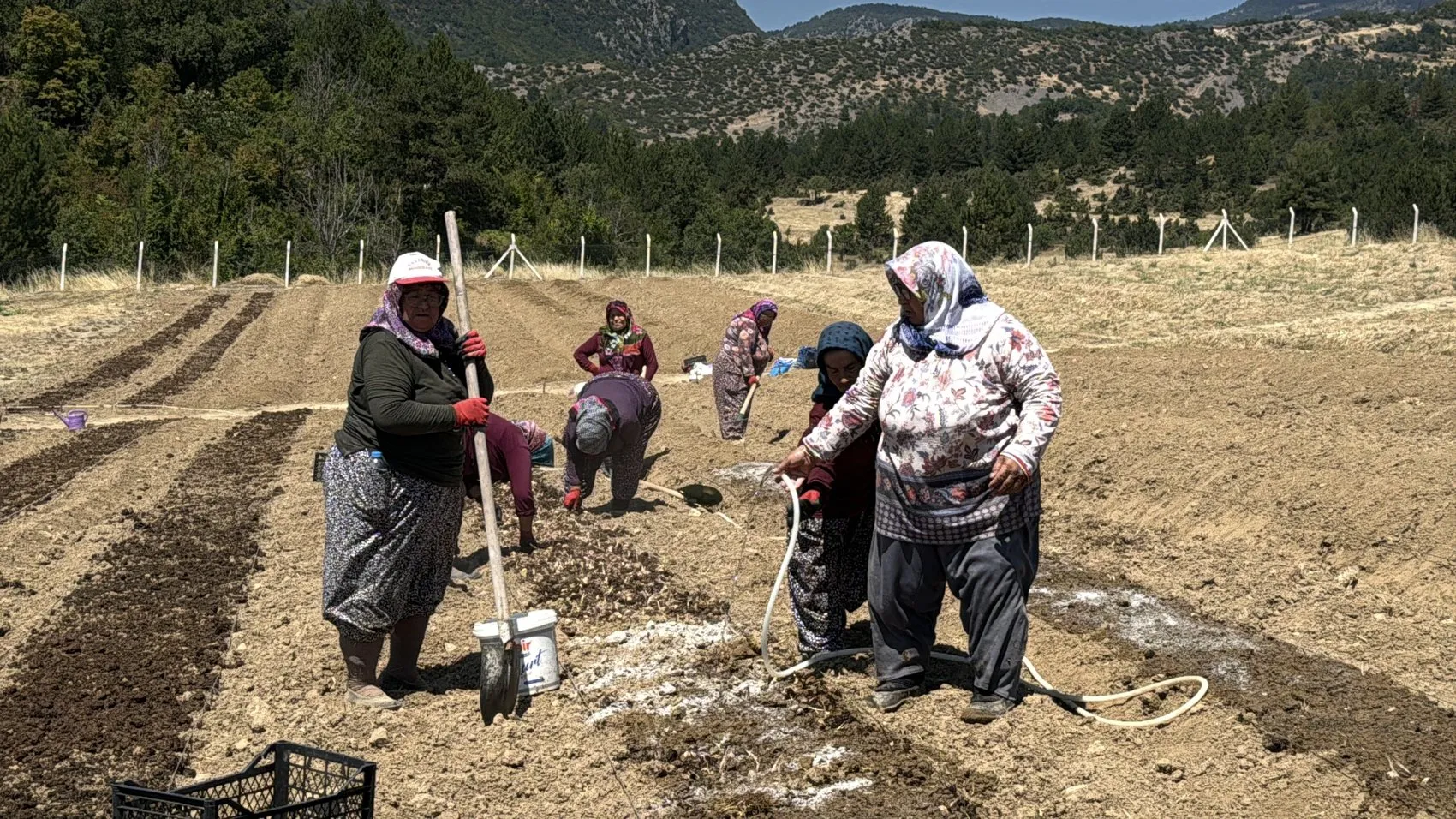 Dünyanın en pahalı baharatında hasat geri sayımı başladı
