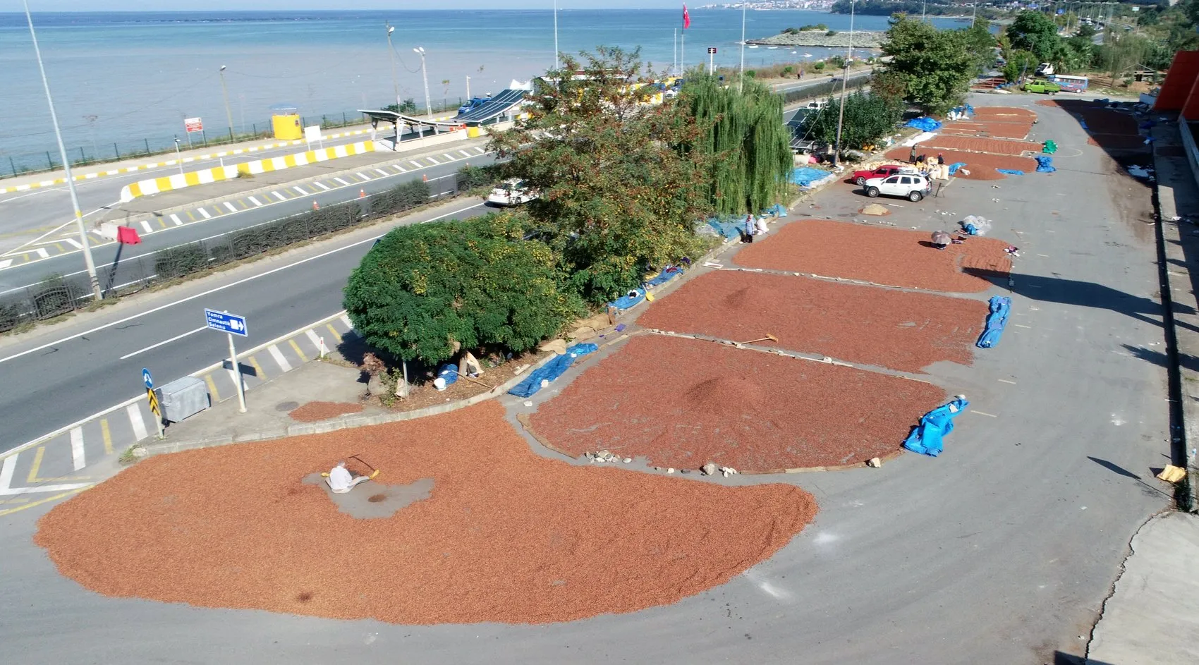 Trabzon'da fındık mesaisi: Sahil yolu kurutma alanına dönüştü