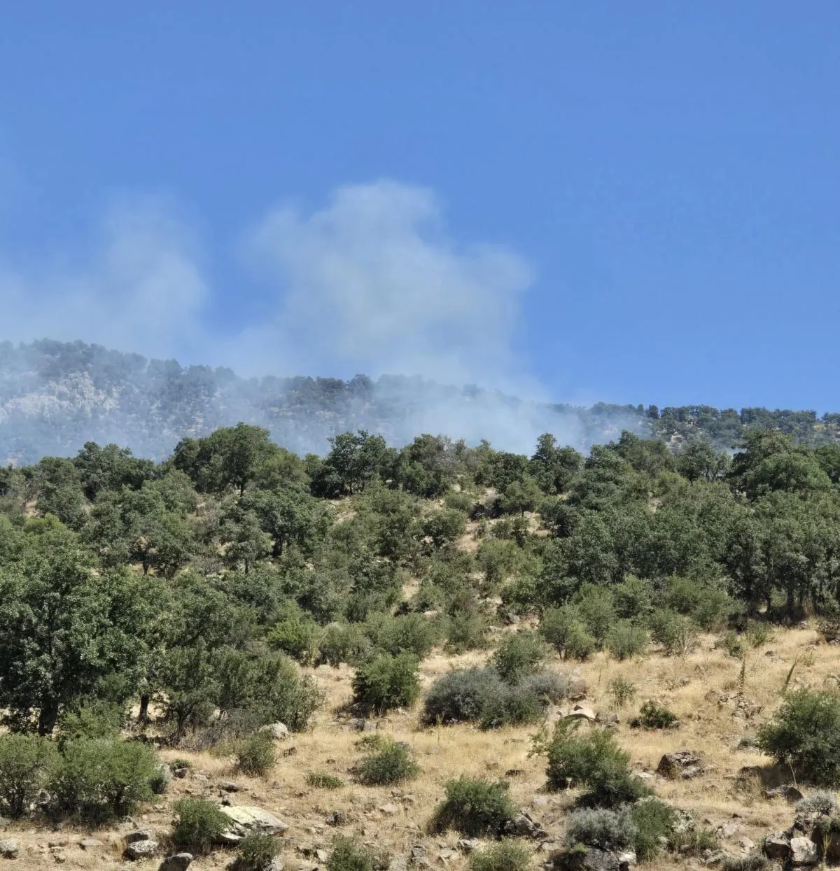 Seydişehir ormanlarında yükselen dumanlar alarm verdi