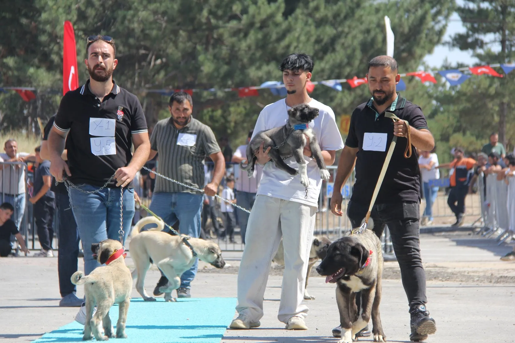 Sivaslı Kangallar podyumda güzelliklerini sergiledi