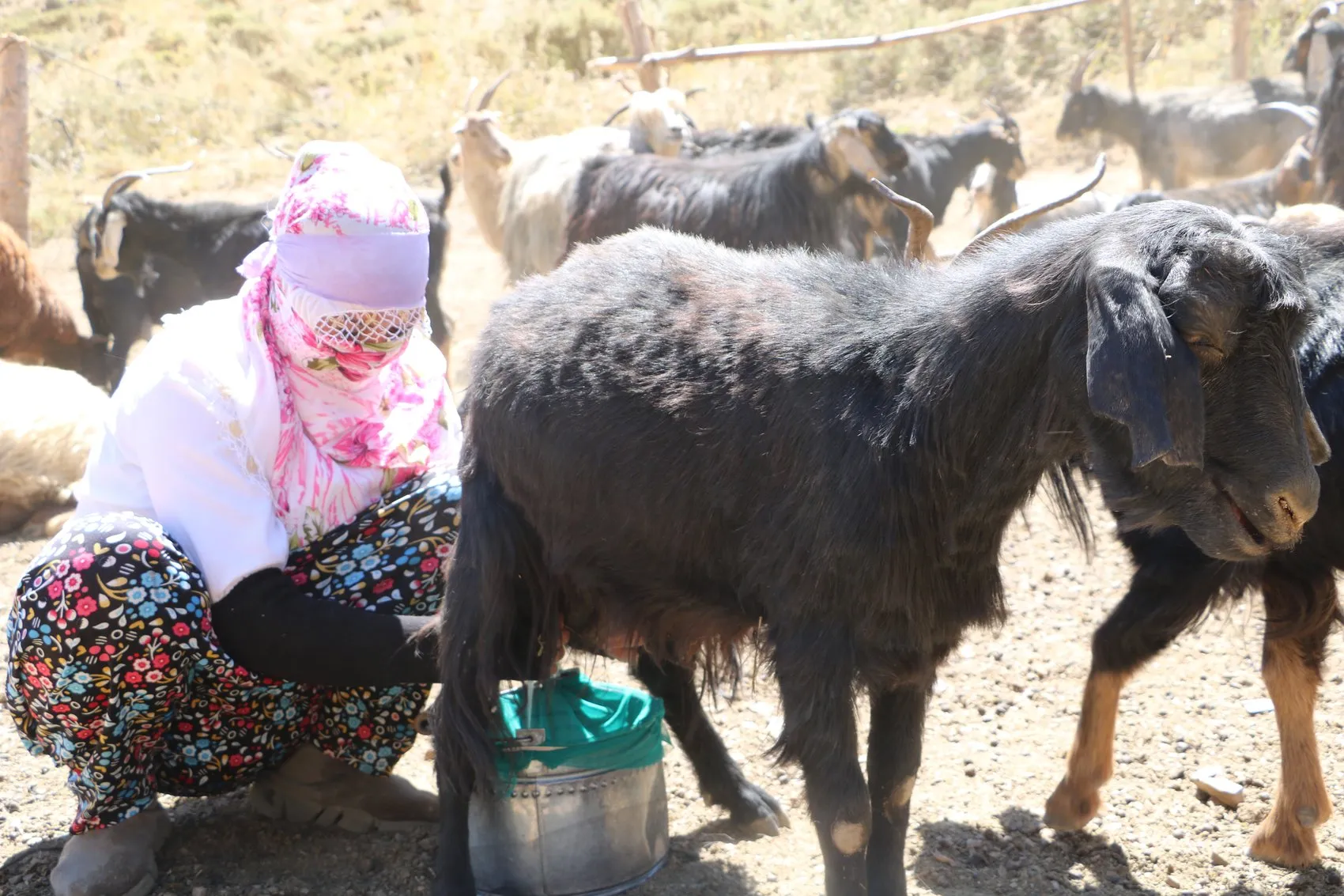 Hakkari yaylalarında zorlu mesai sonrası geleneksel neşe