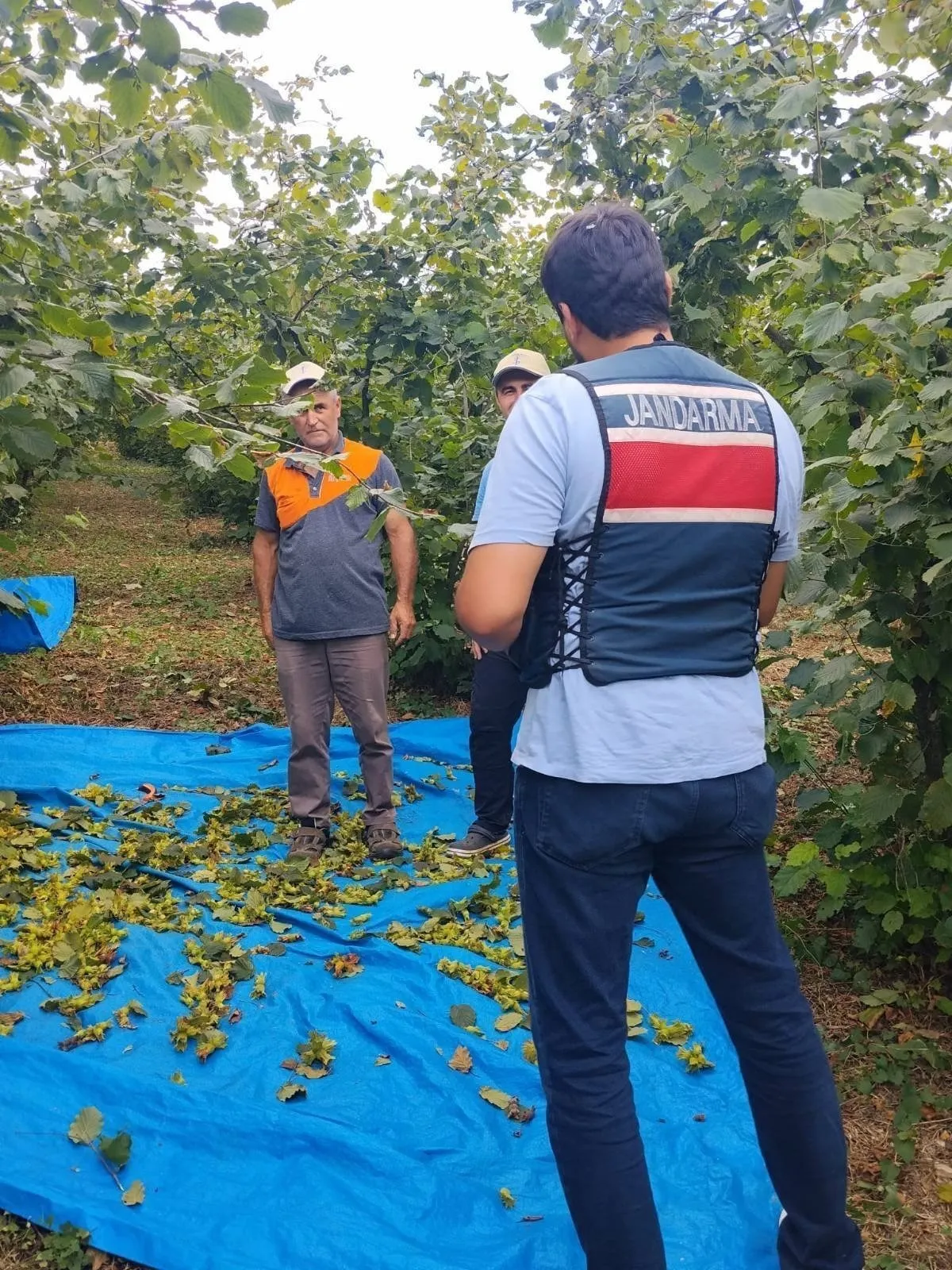 Kandıra'da fındık nöbeti havadan başladı