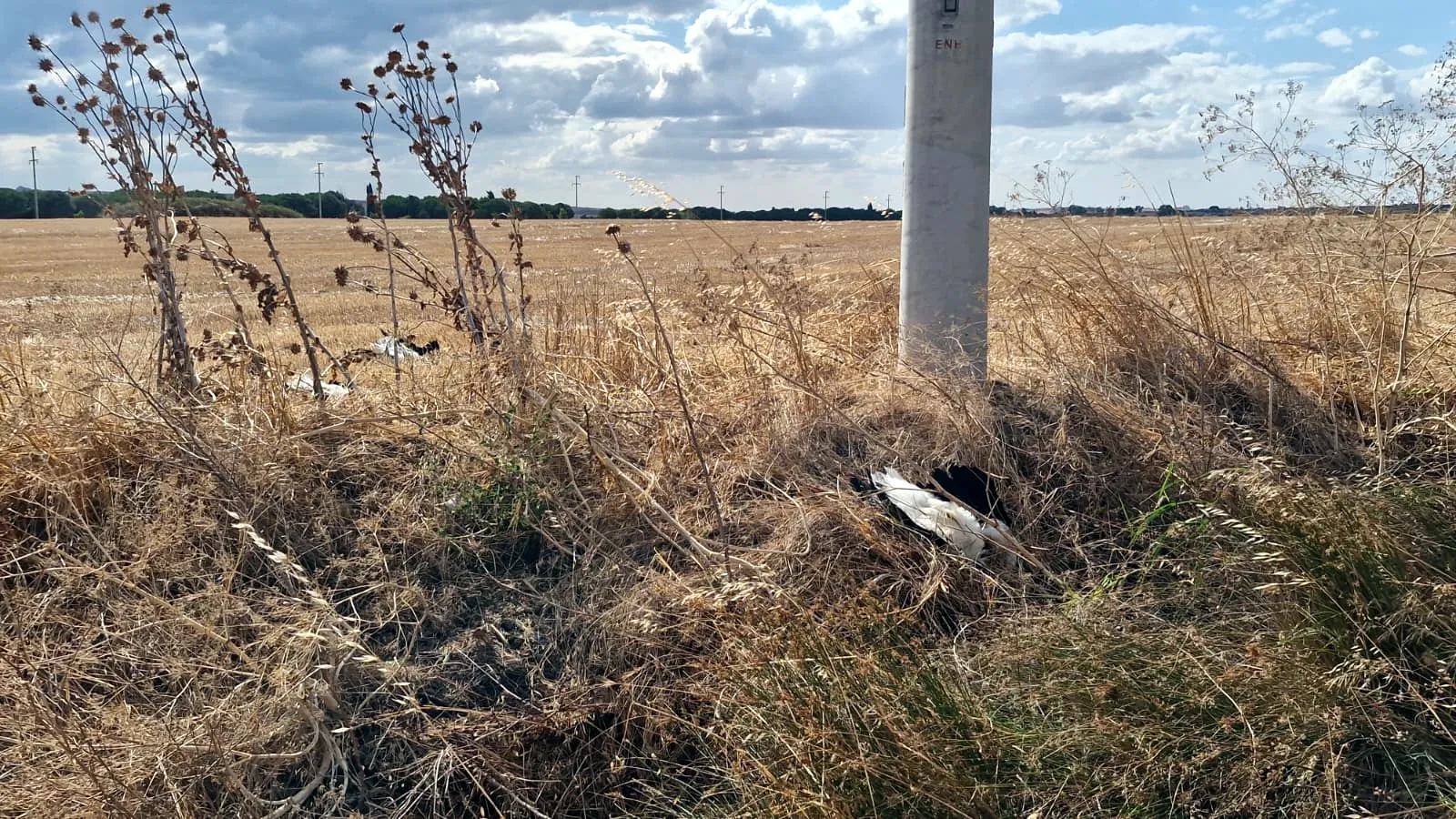 Tekirdağ'da yüksek gerilim hattı leyleklere mezar oldu