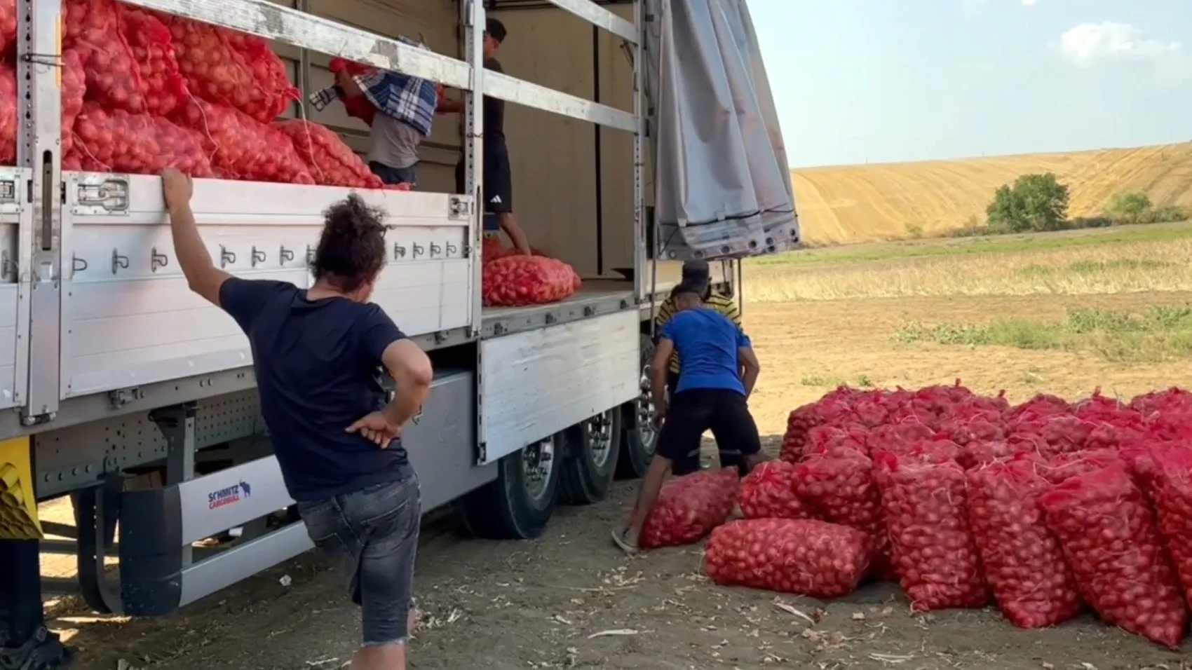 Toprağın altın sarısı mirası: Tekirdağ soğanında hasat heyecanı başladı