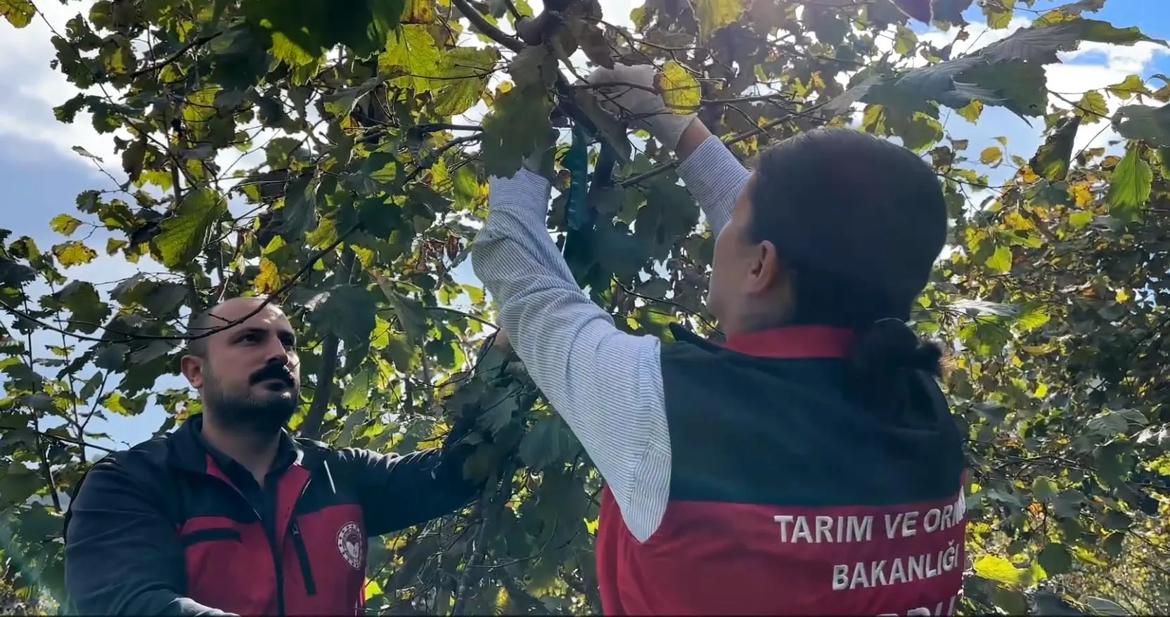 Fındık bahçelerinin yeni koruyucusu samuray arıları iş başında