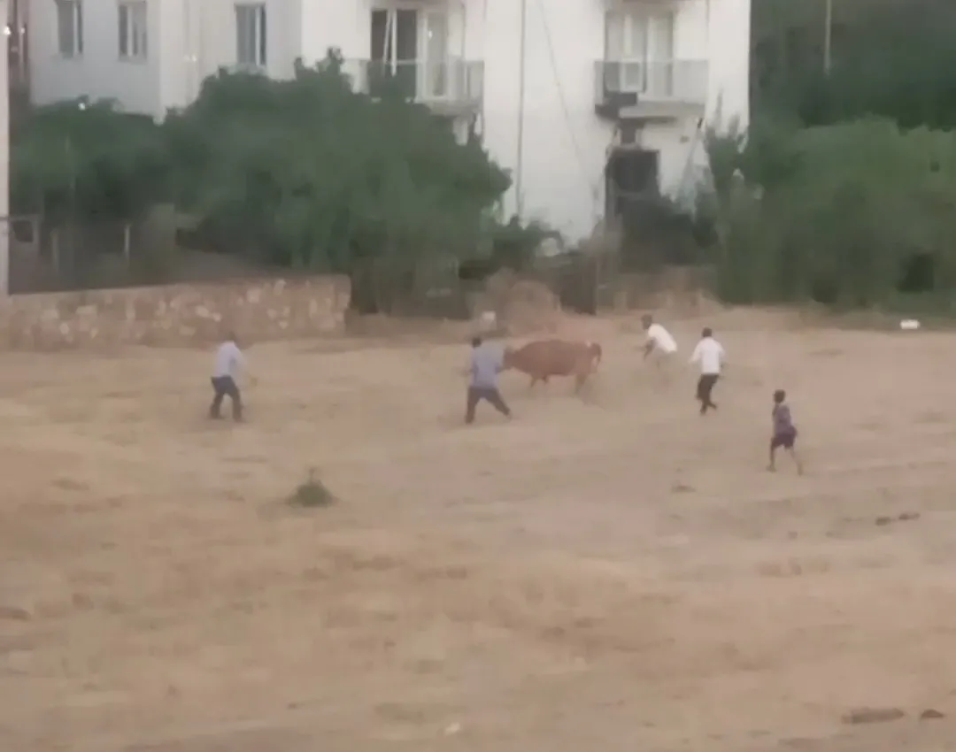 İneğin ipi kurtuldu, sahibiyle kovalamaca başladı