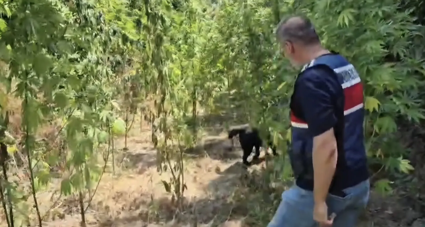 Samandağ kırsalında dev kenevir operasyonu