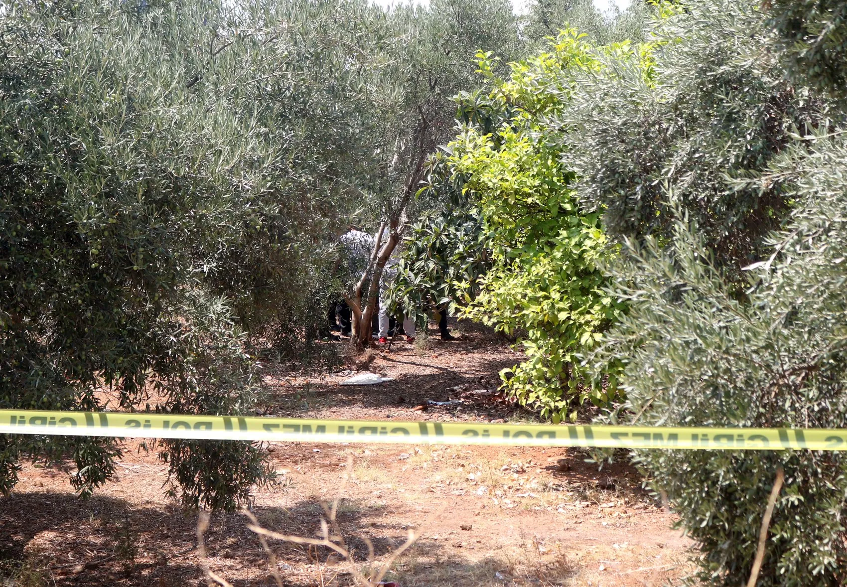 Antalya Kepez'de zeytinlikte korkunç cinayet