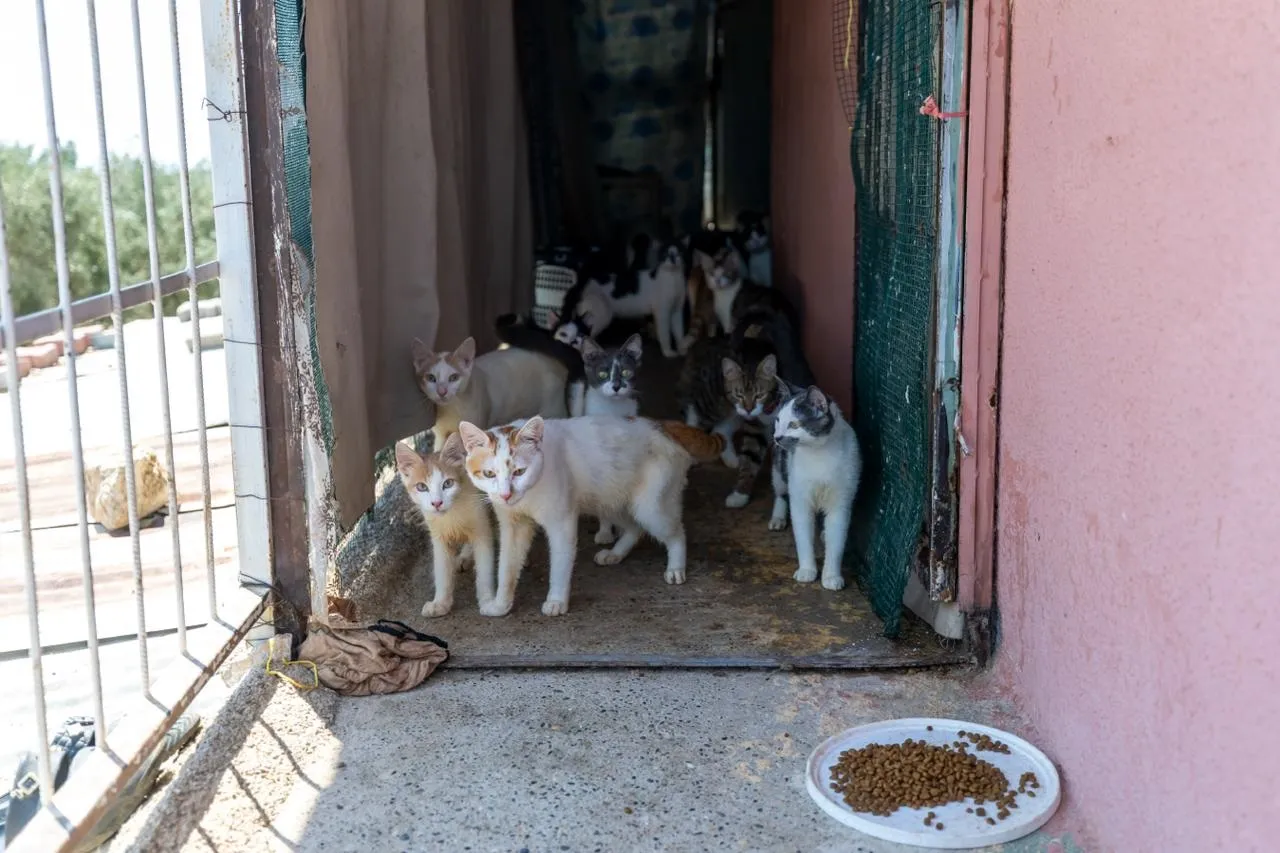 Mersin'de çöp ev ihbarı 100 kediyi ortaya çıkardı