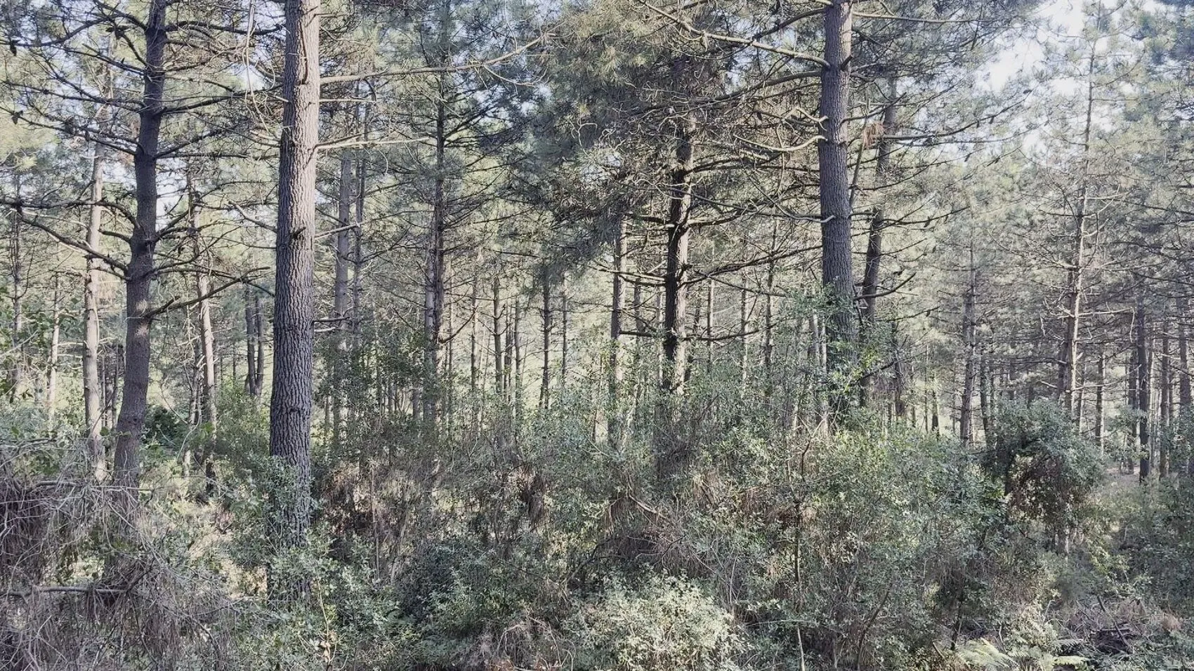 Kağıthane'deki cinayetin detayları Eşini öldürüp soğukkanlılıkla sohbet etmiş