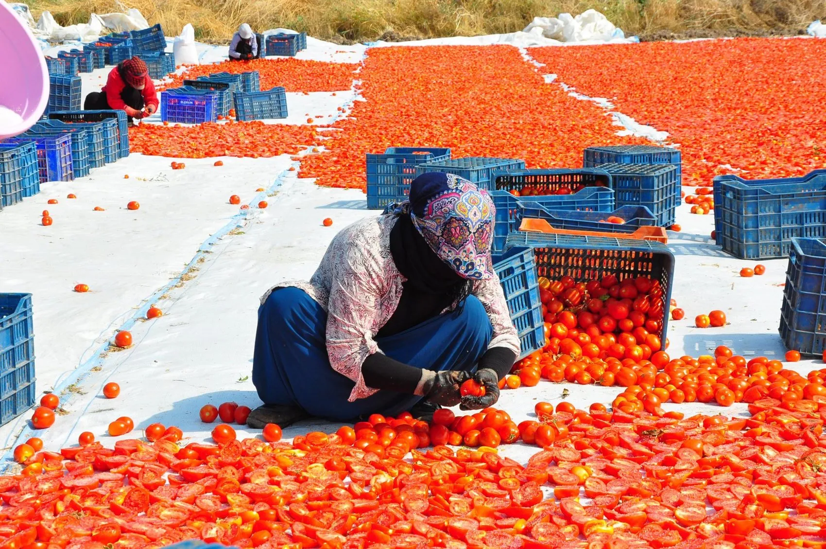 Manisa tarlalarından dünyaya yayılan kırmızı bereket