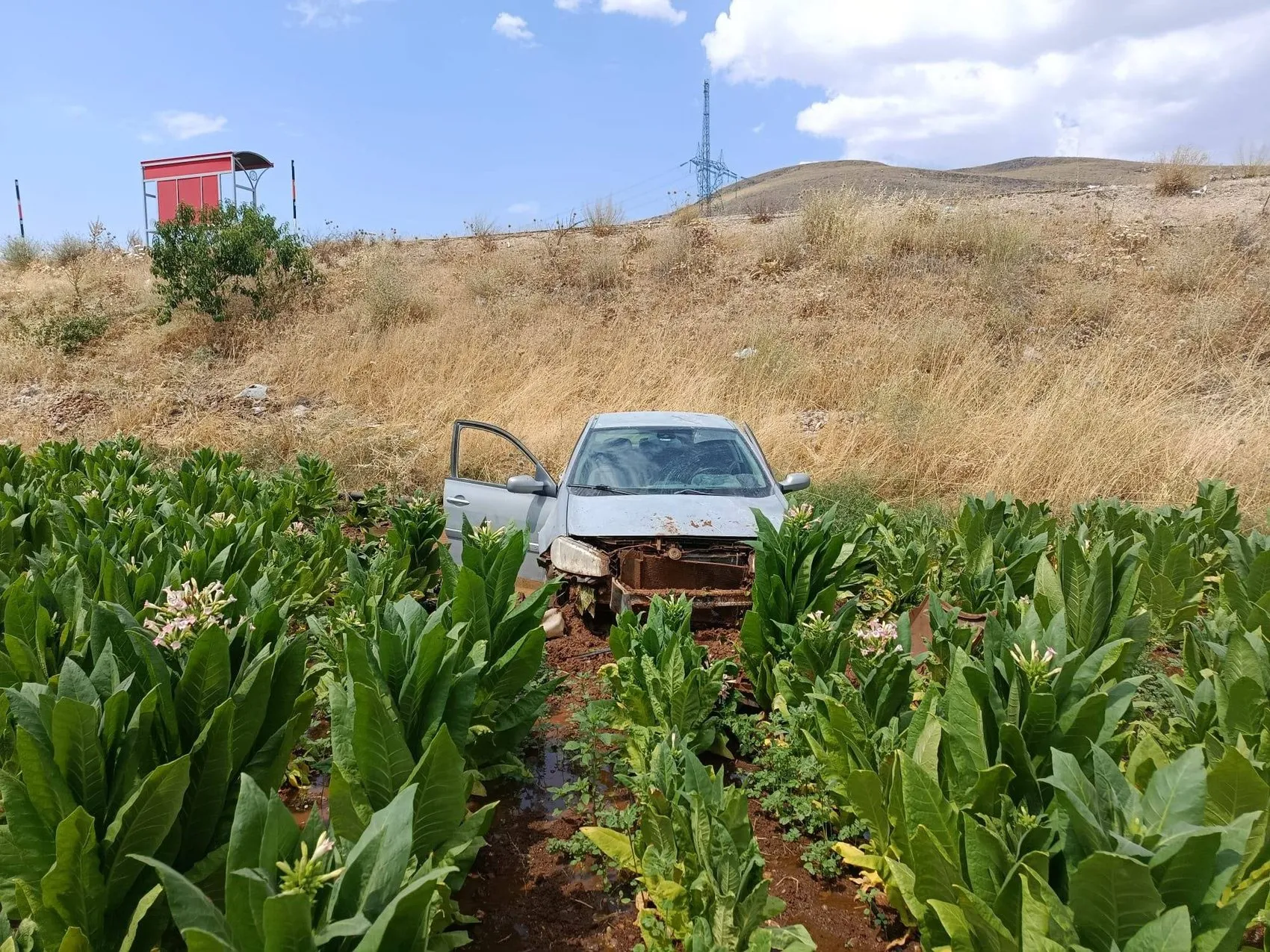 Malatya'da kontrolden çıkan araç tütün tarlasını biçti