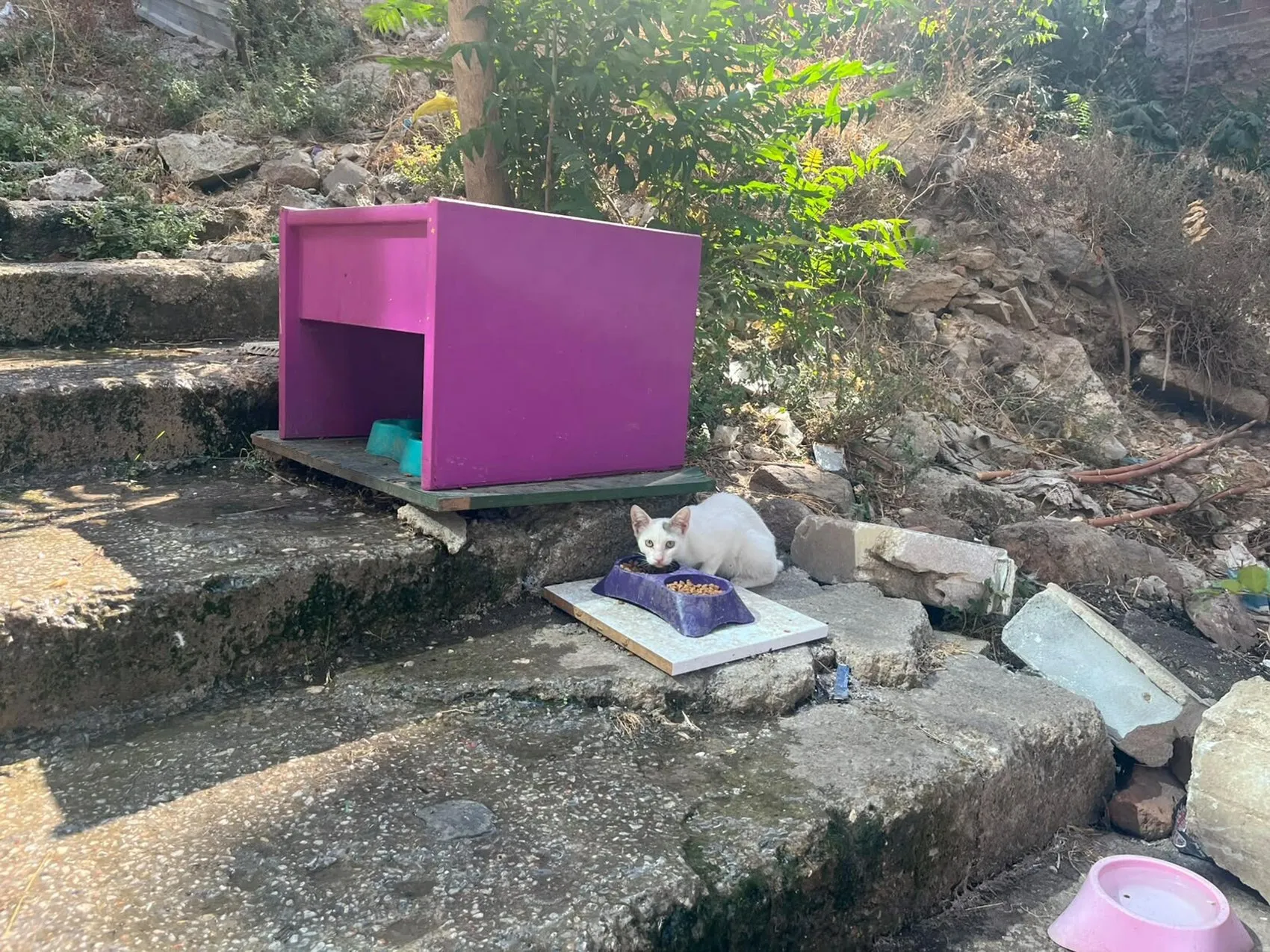 İzmirli kedilere teknolojik mahalle