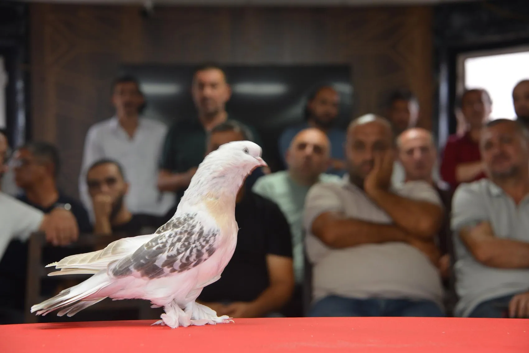 Milyonluk şebap güvercinleri Erzurum'da podyuma çıktı