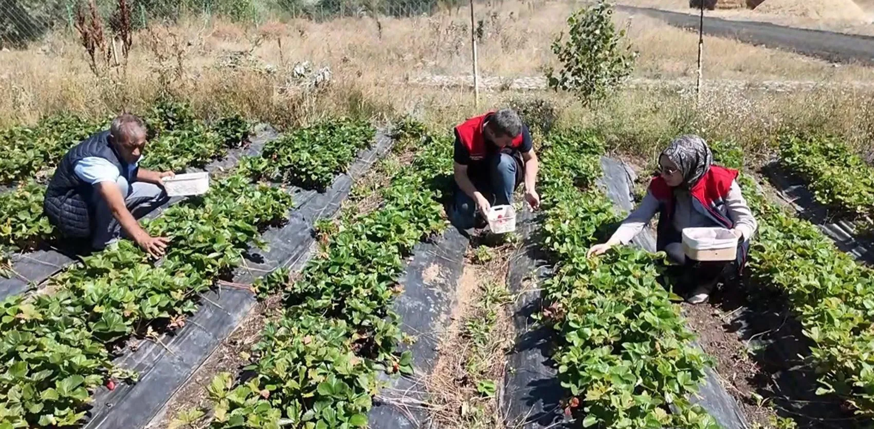 Ağrı'da çilek bereketi devlet desteğiyle katlandı