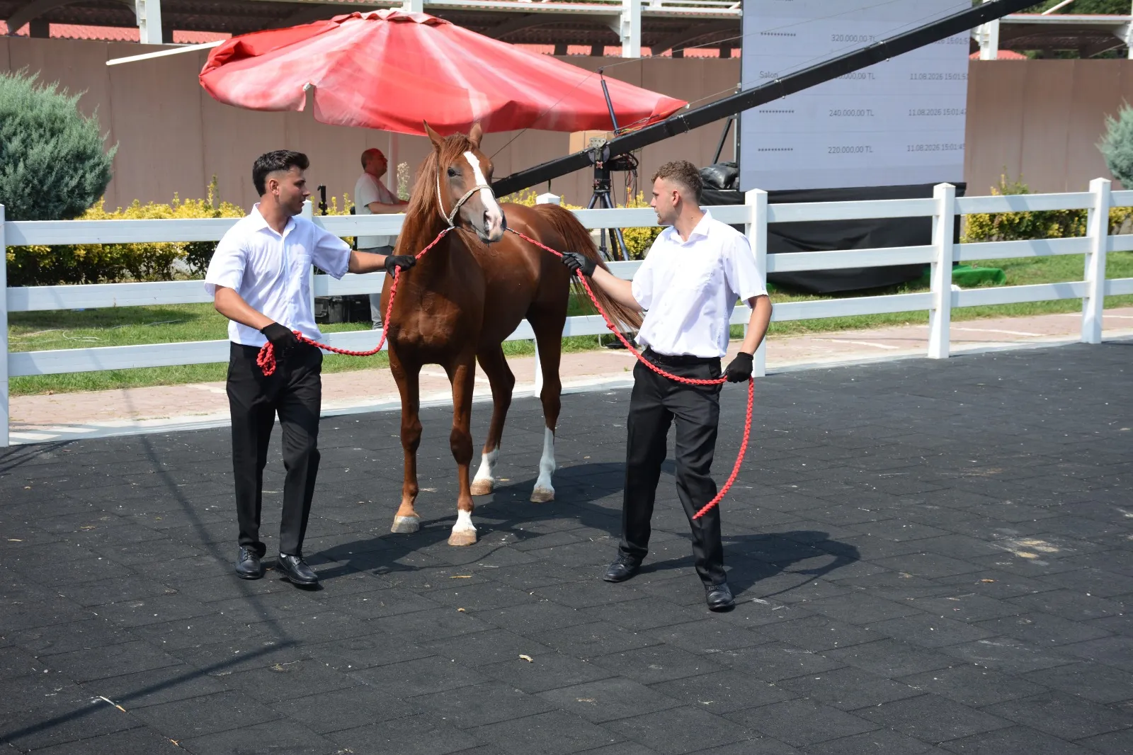 Karacabey'de şampiyon adayı taylar milyonlarca liraya el değiştirdi