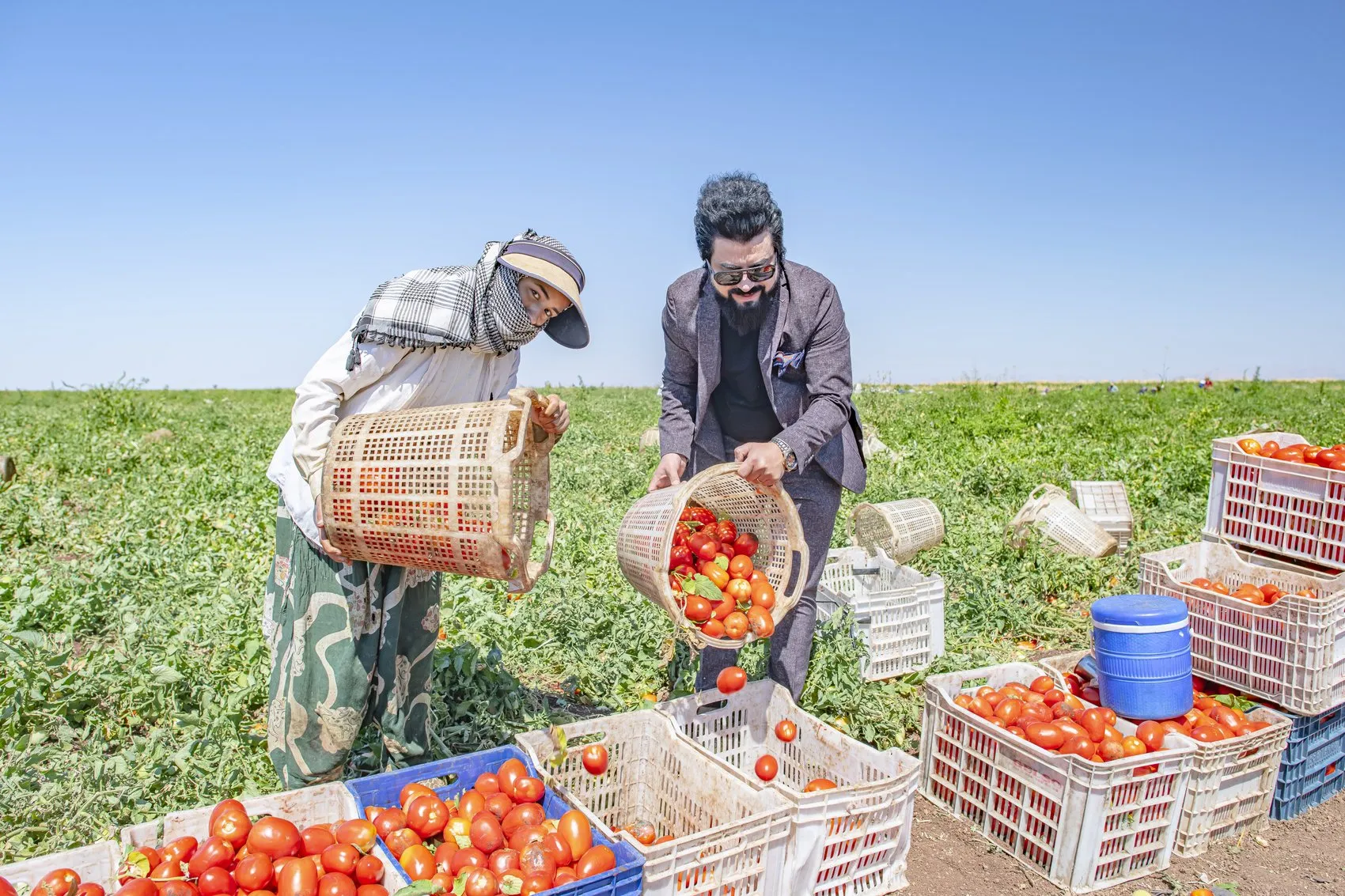 Karacadağ'ın domatesleri global mutfakların gizli kahramanı oldu