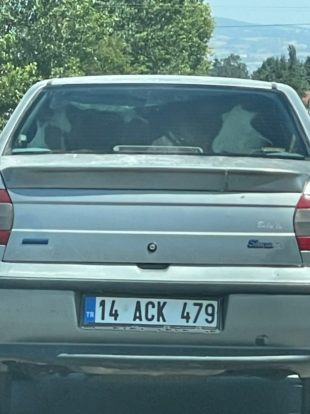 Yolcu koltuğunda buzağı şaşkınlığı