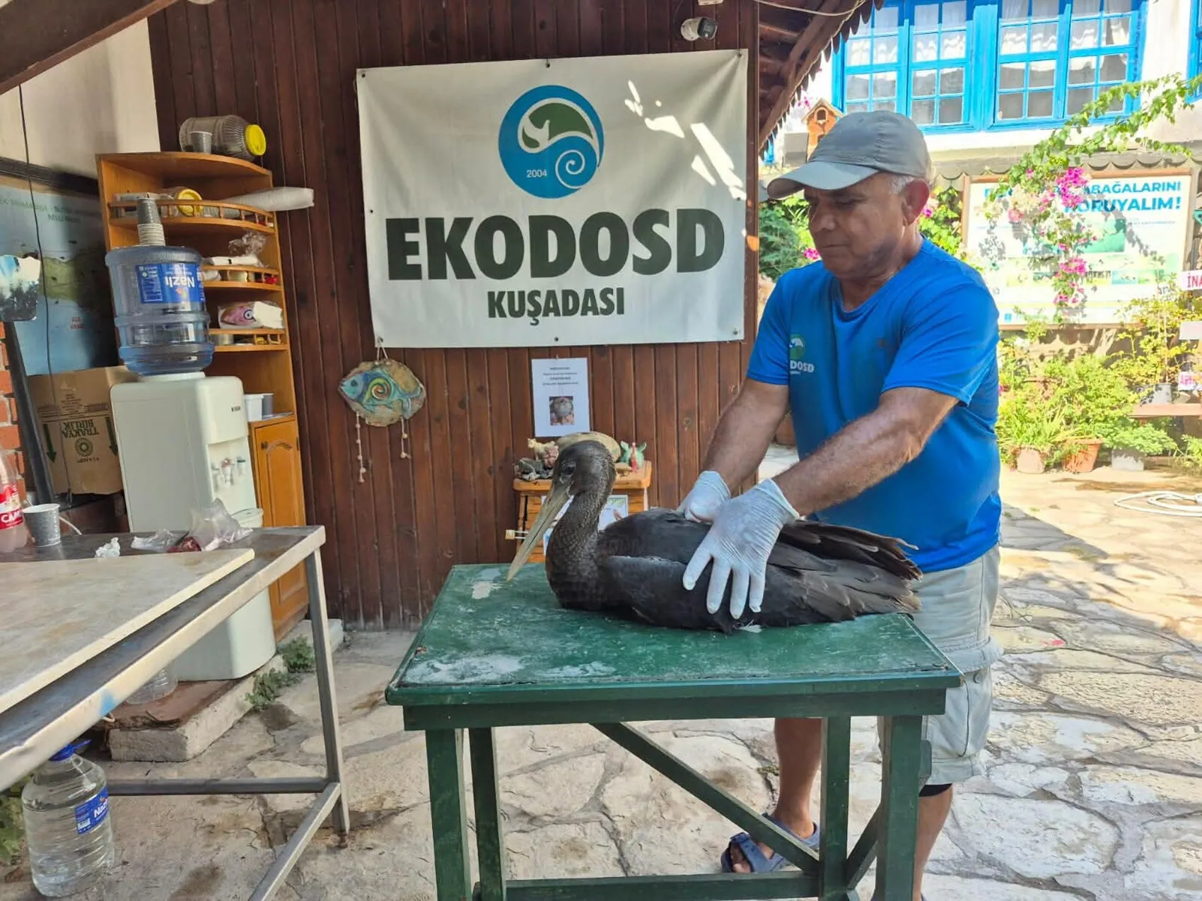 Söke'de yaralı karaleylek kurtarıldı