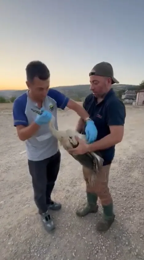 İnegöl'de balçığa saplanan leyleği vatandaş kendi elleriyle çıkardı