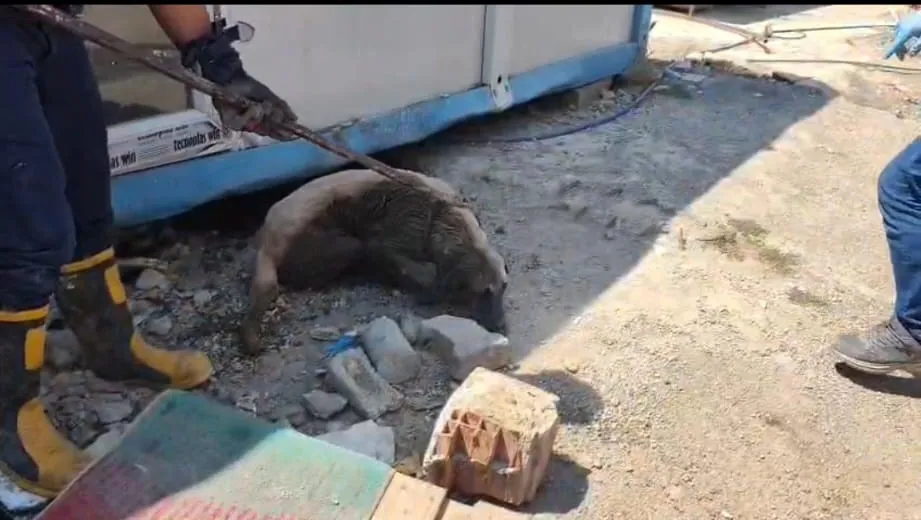 İslahiye’de konteyner altında kalan anne köpek ve 7 yavrusu kurtarıldı