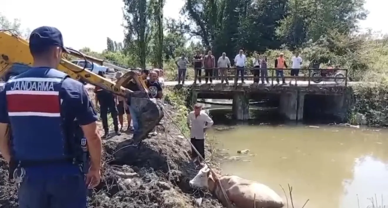 Bartın'da dere kenarında mahsur kalan inek iş makinesiyle kurtarıldı
