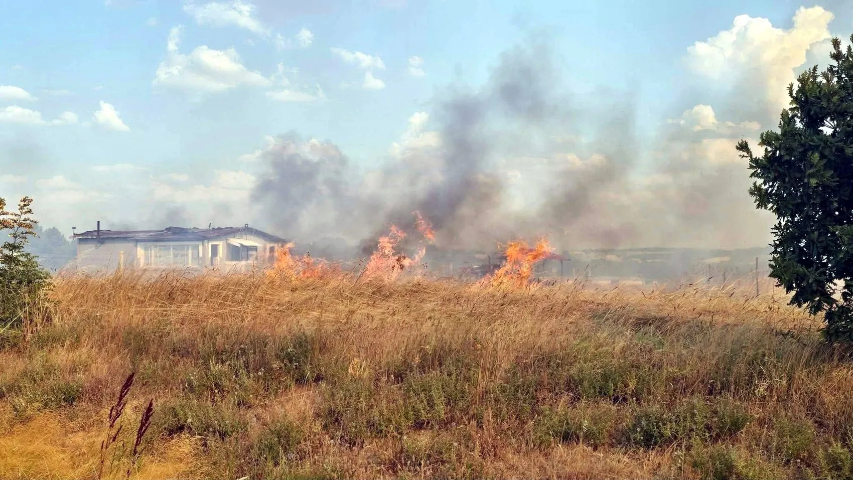 Edirne Meriç'te orman yangını paniği kontrol altına alındı