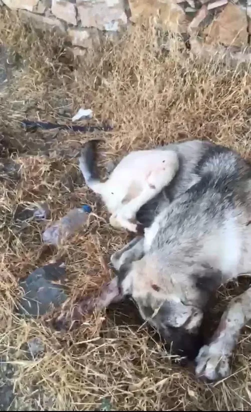Bahçesine giren köpeği vurdu, yavrusunu öldürdü; cezası ev hapsi