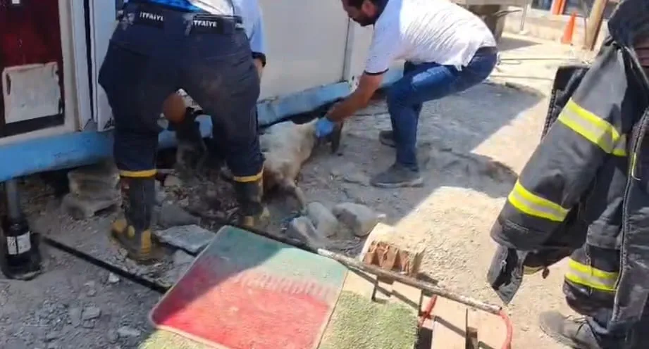 İslahiye’de konteyner altında kalan anne köpek ve 7 yavrusu kurtarıldı