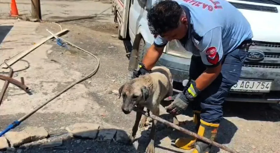 İslahiye’de konteyner altında kalan anne köpek ve 7 yavrusu kurtarıldı