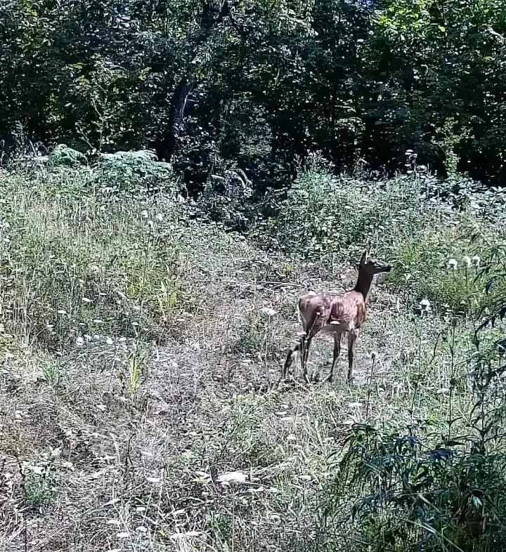 Tarlasına kurduğu kameraya ayı ailesi ve geyikler takıldı