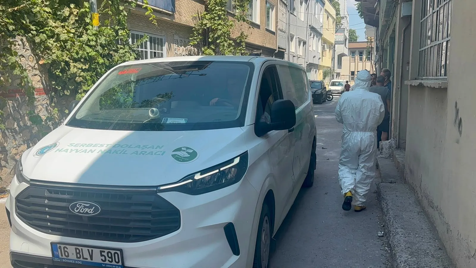 Bursa'da boş binadaki hayvanlar mahalleyi pire istilasına uğrattı