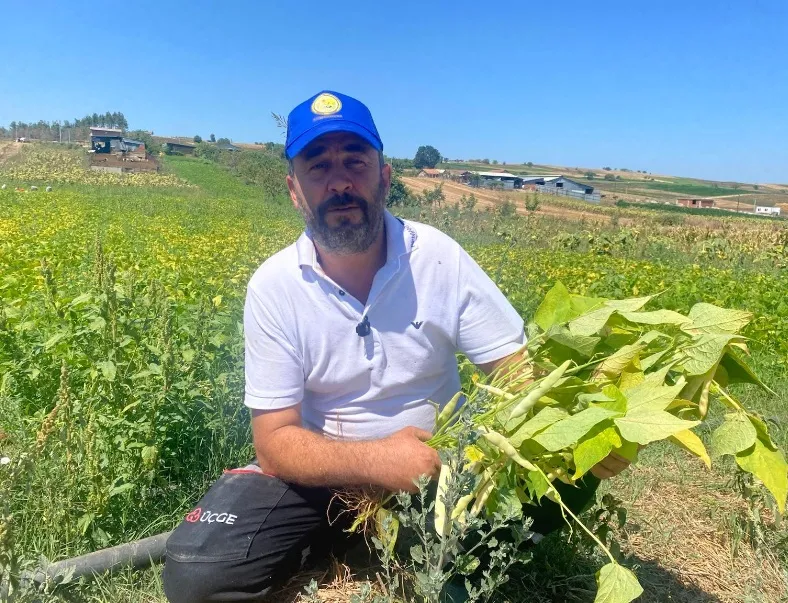 Yenişehirli çiftçinin şeker fasulyesi bereketi