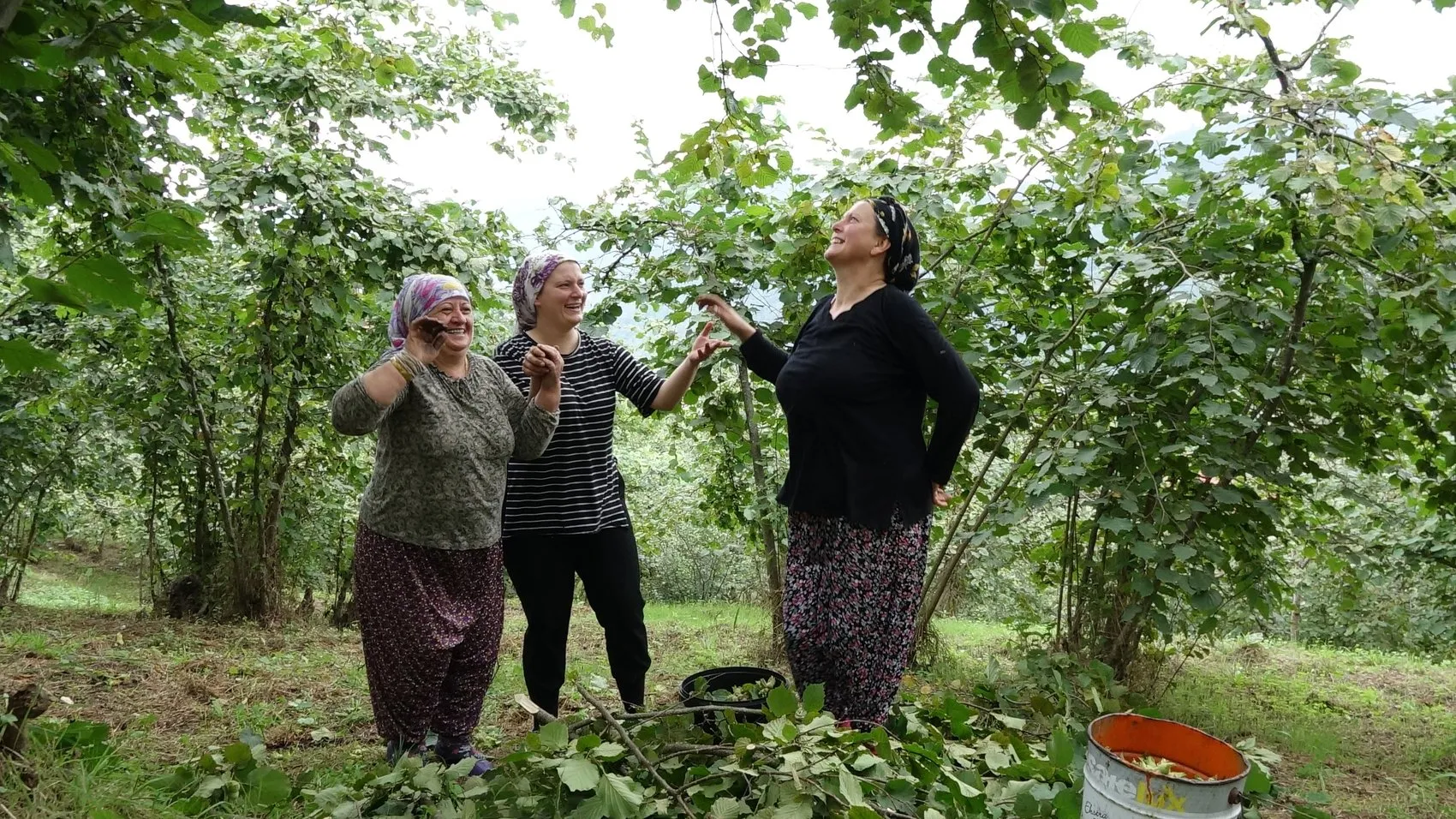 Trabzon'da fındık mesaisi horonla şenlendi