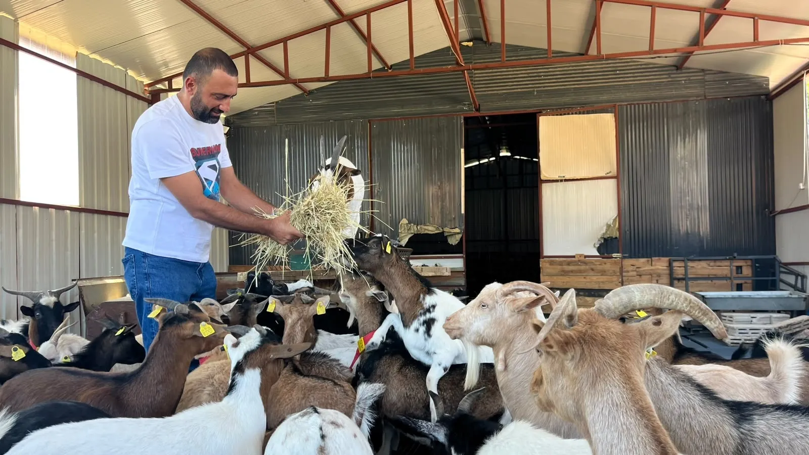 Ankara'da hobi olarak başladı şimdi cüce keçi çiftliği yönetiyor