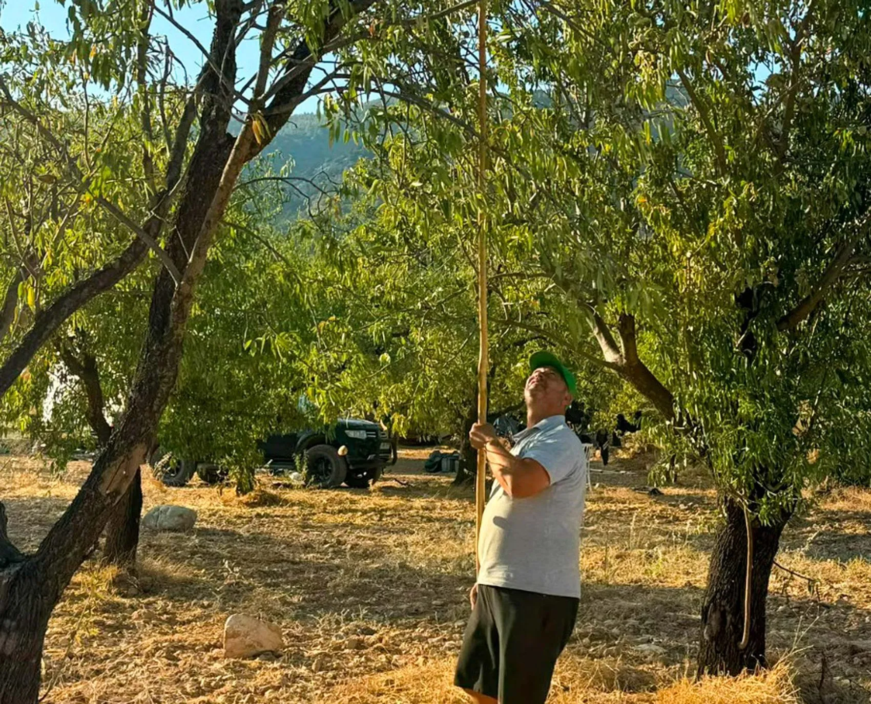 Datça’nın meşhur bademlerinde hasat dönemi resmen başladı