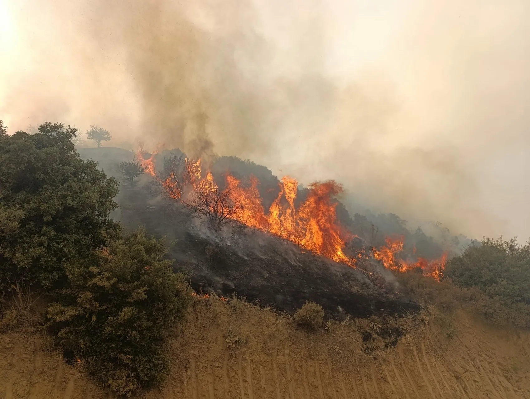 Turgutlu’da orman yangını paniği
