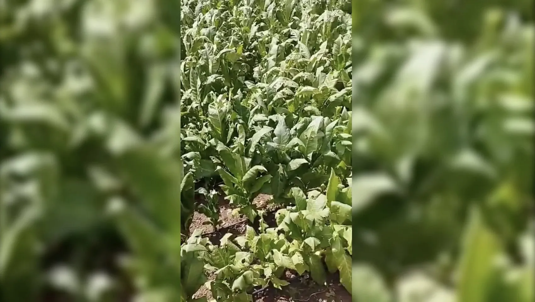 Çelikhan'da dolu kabusu: Tütün tarlaları bir anda beyaza büründü