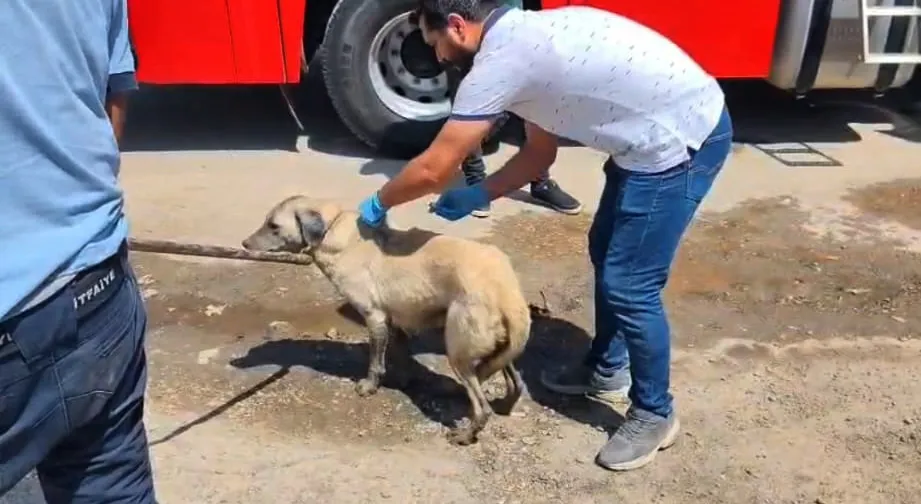 İslahiye’de konteyner altında kalan anne köpek ve 7 yavrusu kurtarıldı