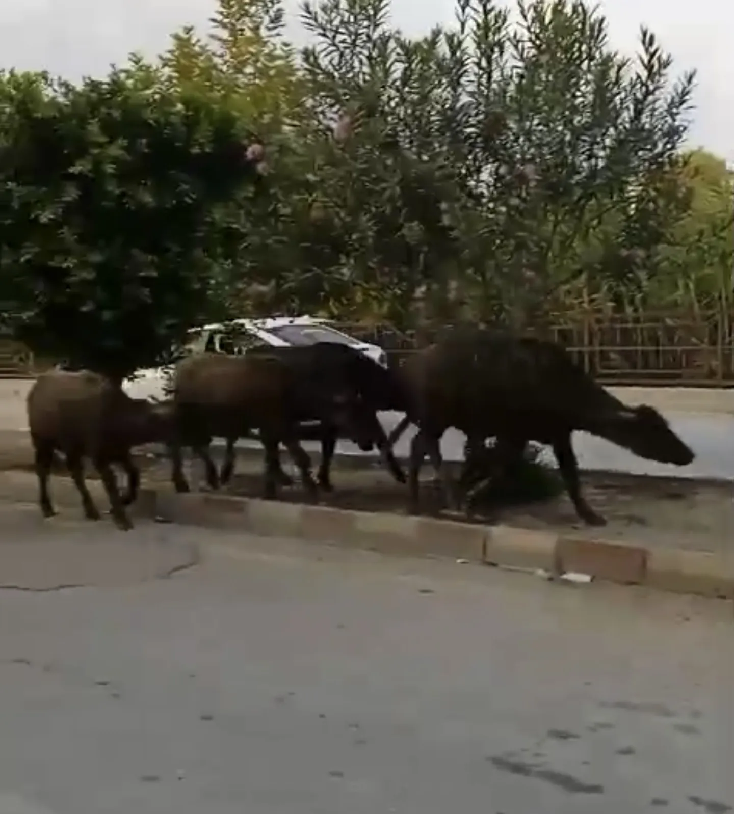 Samandağ'da akşam mesaisi Başıboş anguslar trafiği kilitledi