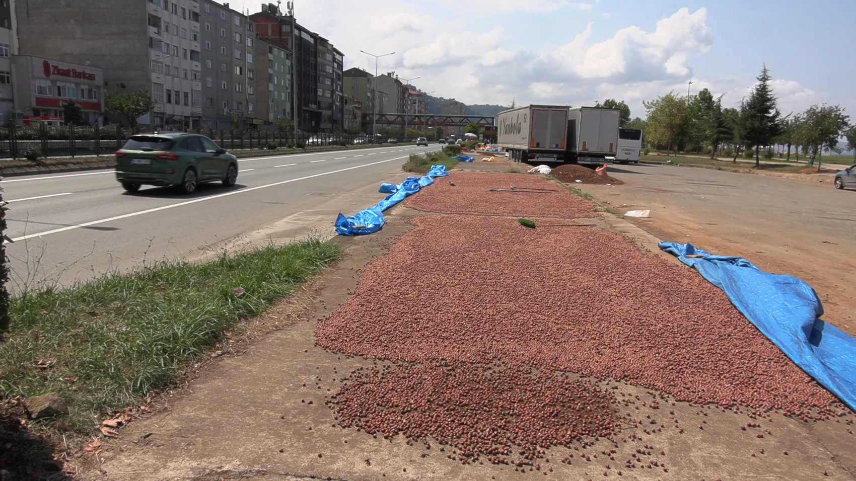 Trabzon'da fındık mesaisi: Sahil yolu kurutma alanına dönüştü