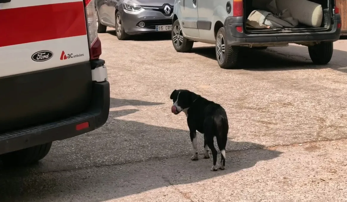 Ambulansın başından bir an olsun ayrılmadı: Kazaya sebep olan köpeğin vefası şaşırttı