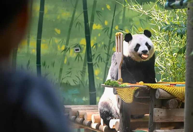 Çin’in sevilen pandası Xing Mei 15 yaşına girdi