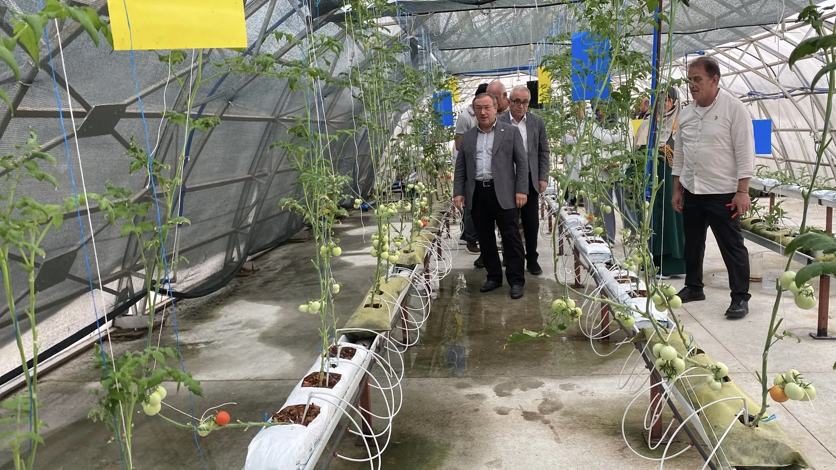 Rize'de Çay Atıklarından Yerli Üretim 'Çaykopit' Serada İlk Meyvelerini Verdi