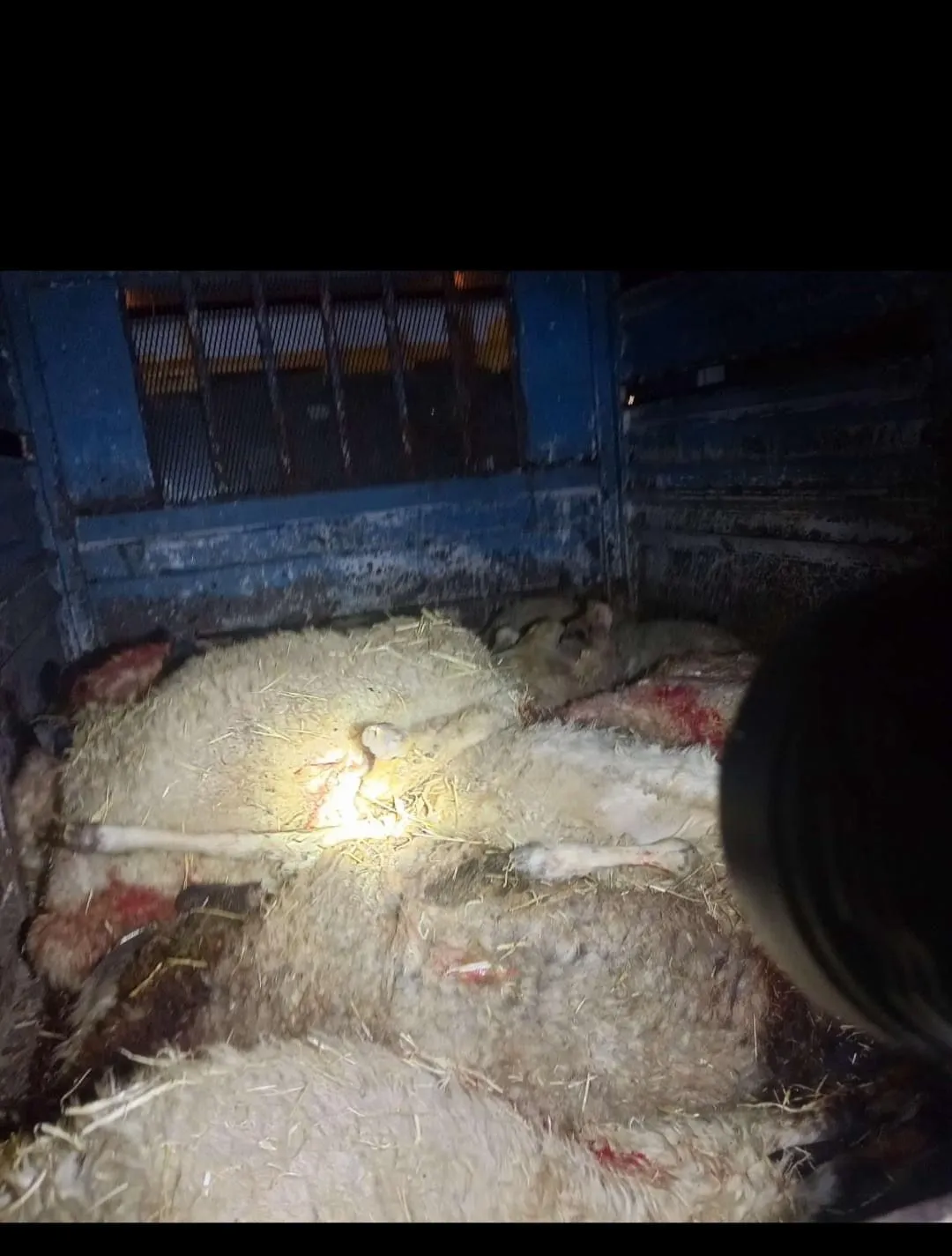 Gece yarısı ağıla düşen yıldırım 21 koyunu öldürdü