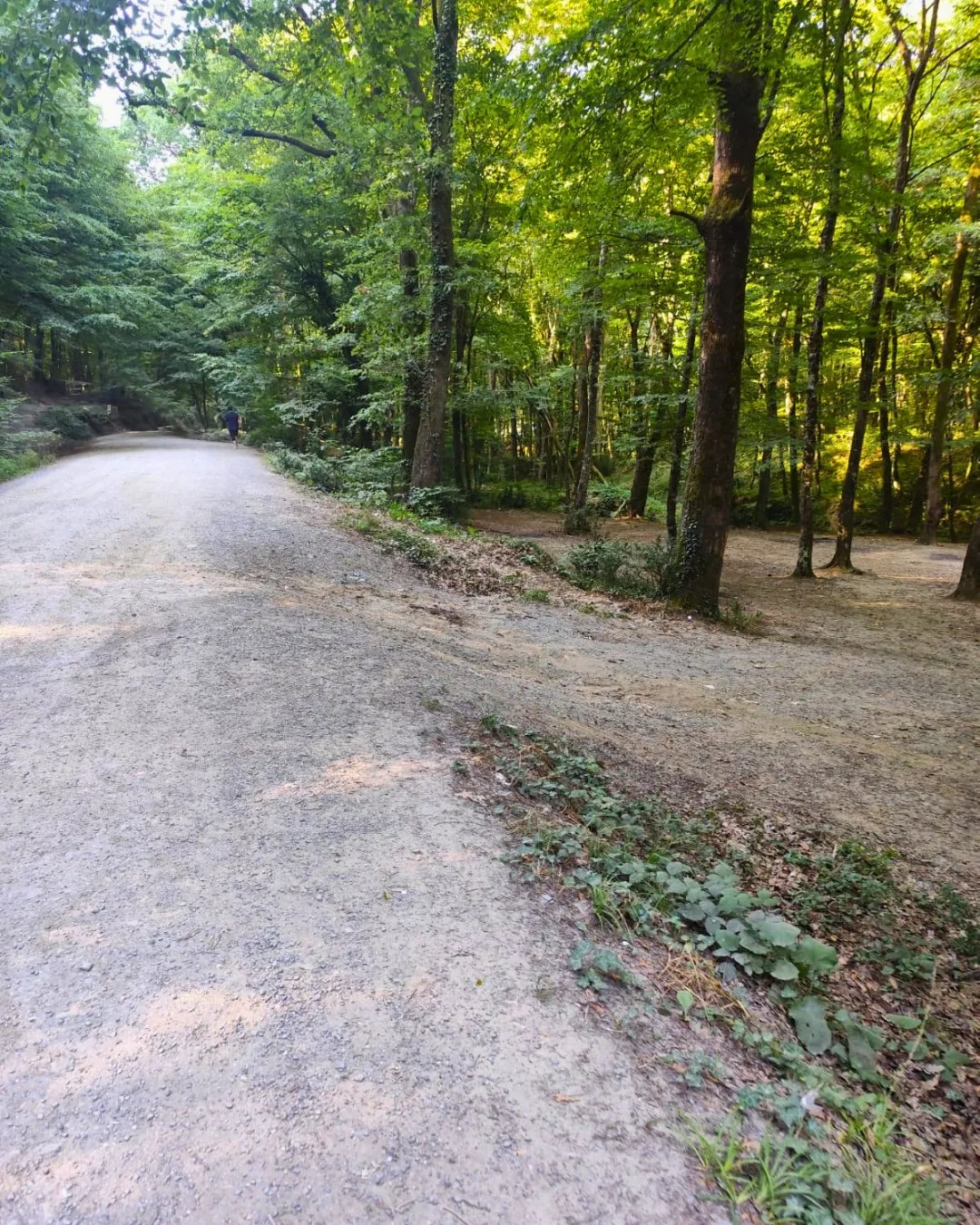 Belgrad Ormanı'ndaki çöp krizine ekipler müdahale etti